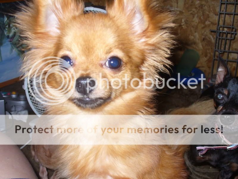 pets016.jpg