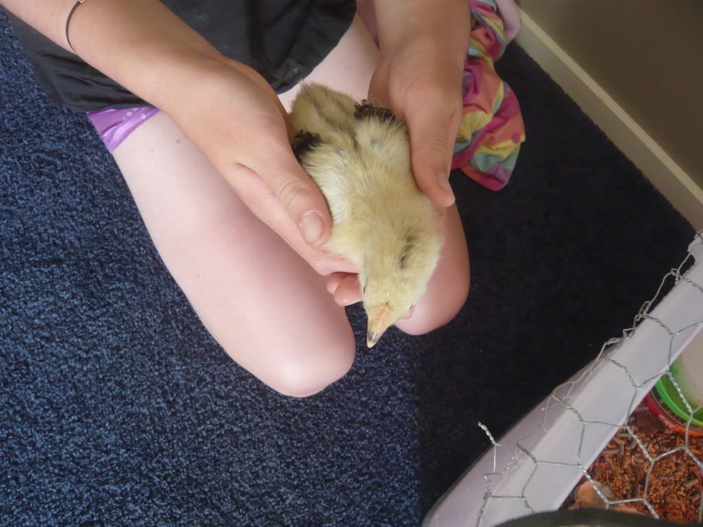 chicks3weeksold2011penny001.jpg