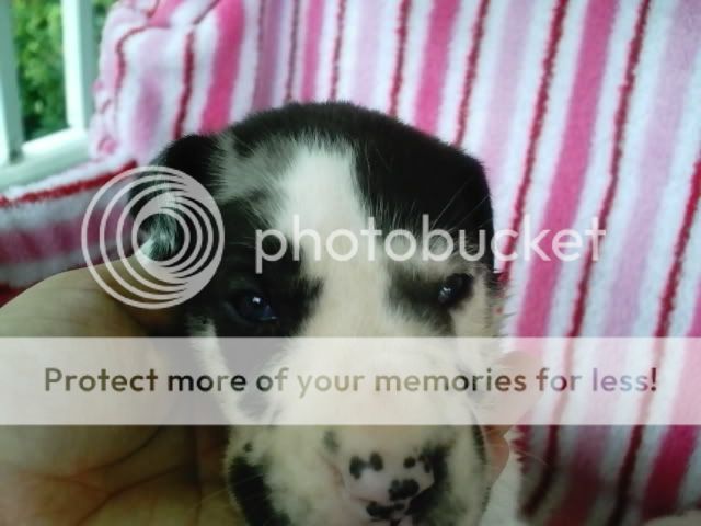 pups3014.jpg