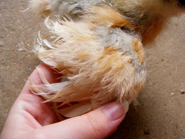 cuckoo050.jpg