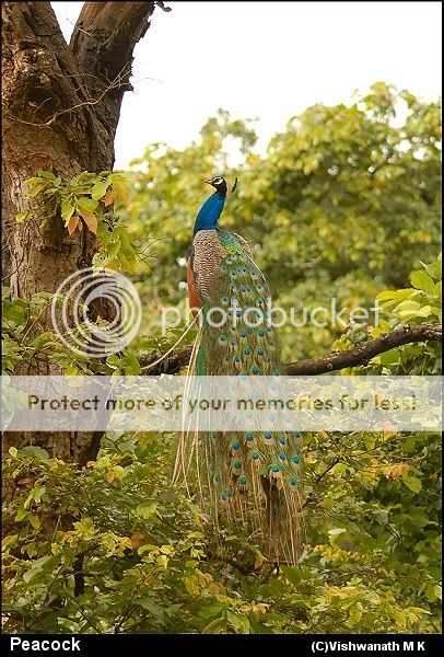 cristatuswildhardwood.jpg