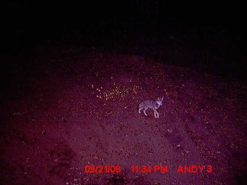 yote-1.jpg