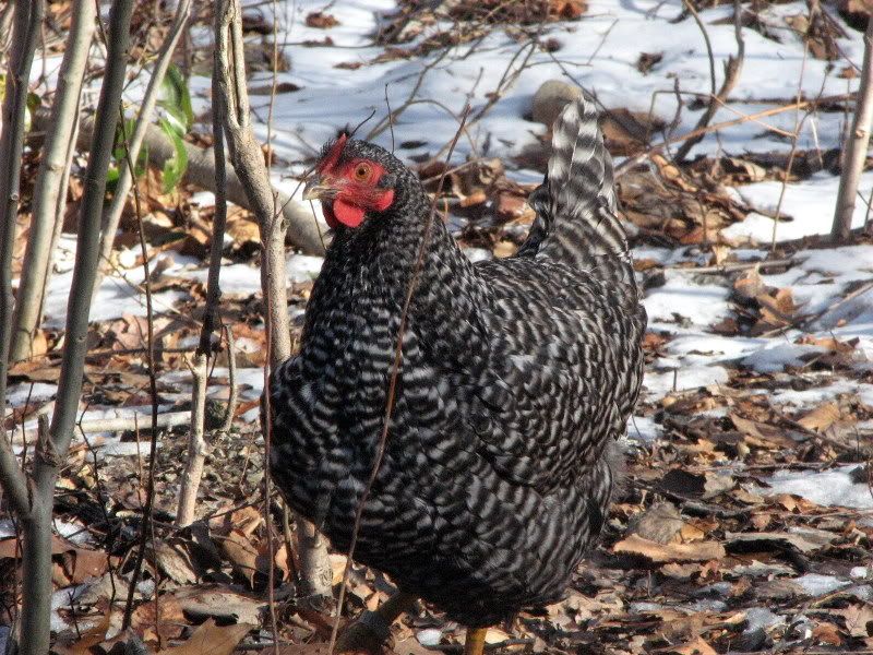 jaydenlucianchickens079.jpg