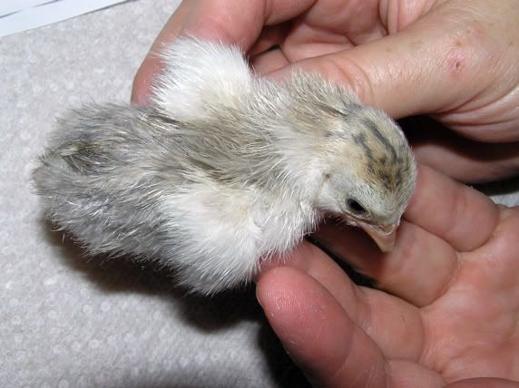 Keet1.jpg