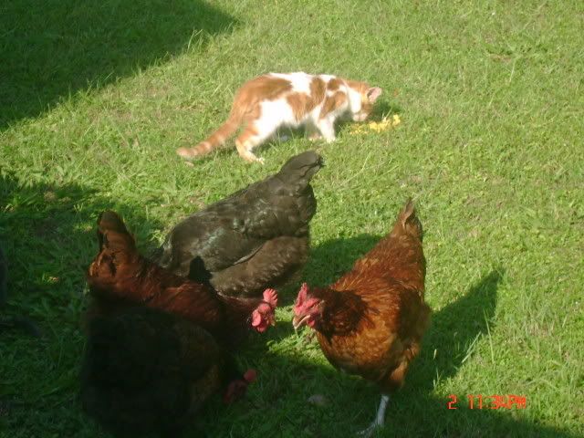 DSC01522.jpg