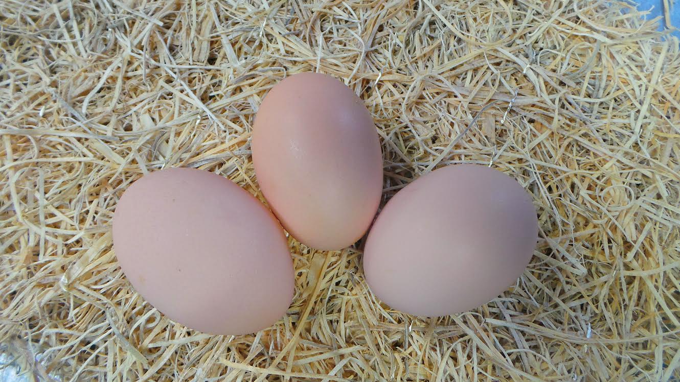 Black-Australorp-Egg.jpg