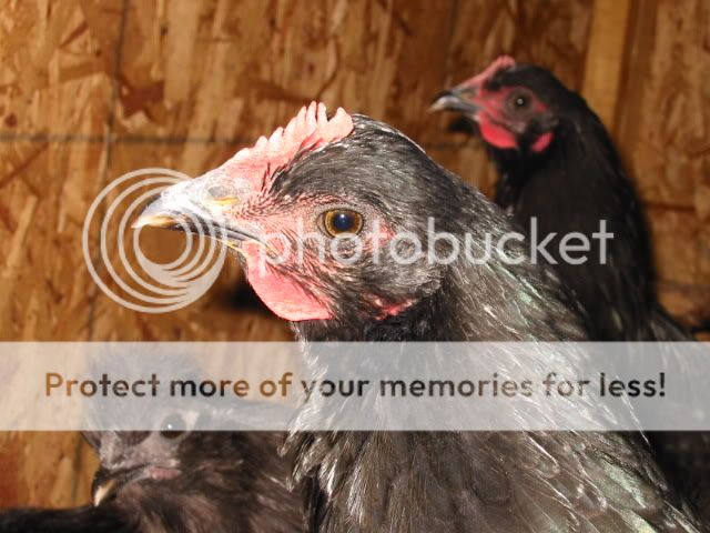 newchicken021.jpg