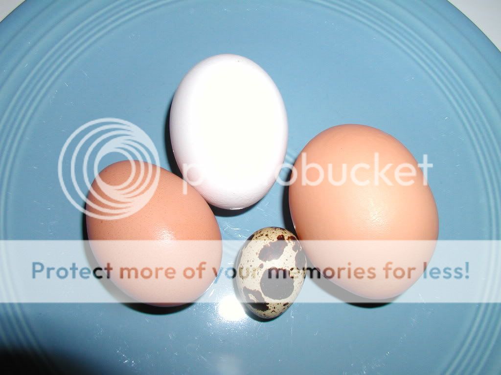 eggswithquailinc.jpg