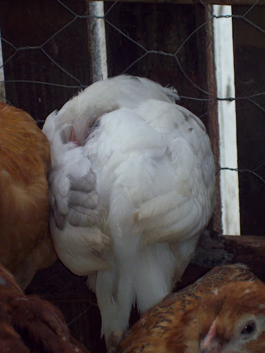 100_3679.JPG
