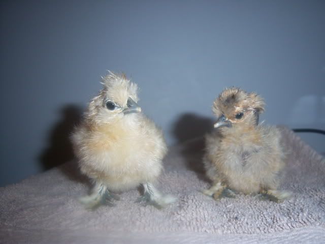 silkieandsshatch018.jpg