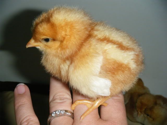chicks022.jpg