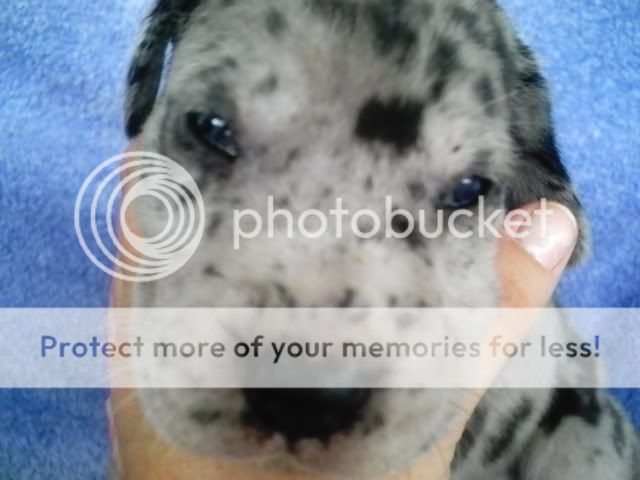 pups3003.jpg