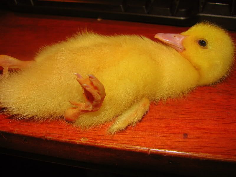 ducks050.jpg