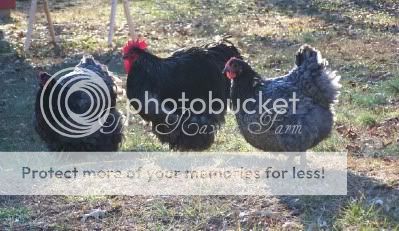 WinstonClementineMinerva01-03-2011.jpg