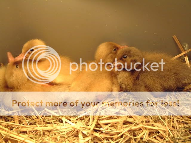 June2010088.jpg