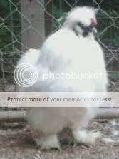 whitesilkieroo.jpg