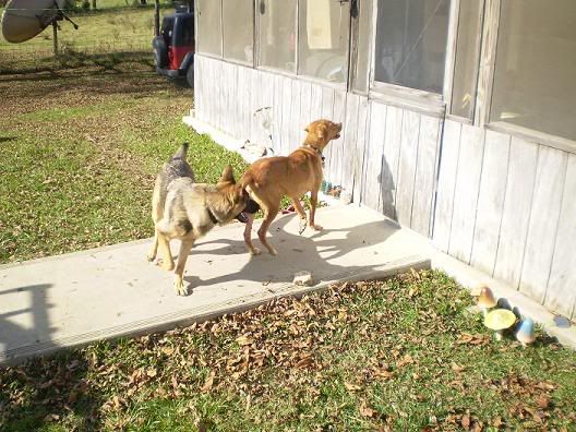 kikianddogs002.jpg