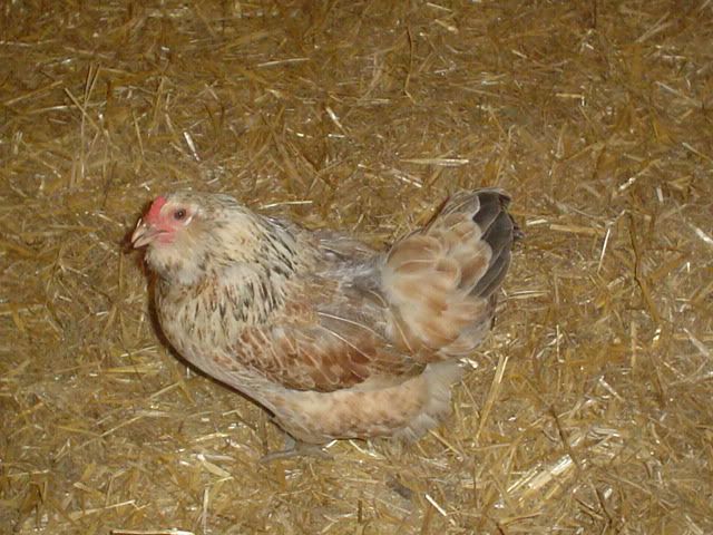 CHICKENS034.jpg