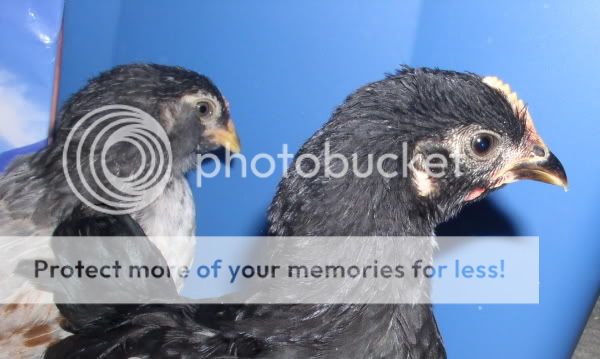 PrettyNightshadeResize.jpg