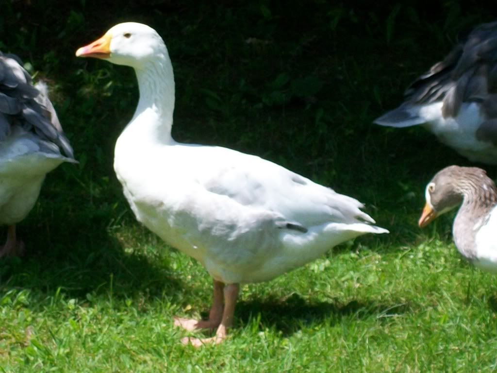 goslings667.jpg