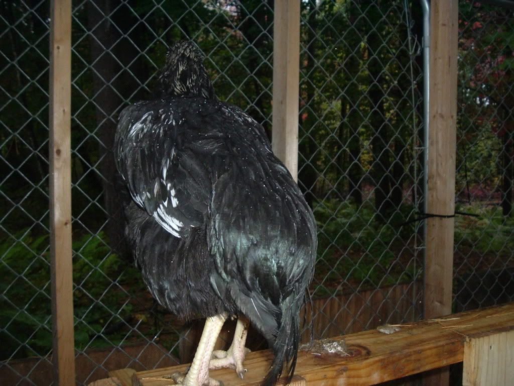 mychickens629.jpg