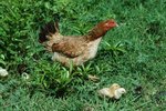 What Are Chickens Attracted To?