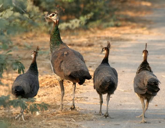 Indian_Peahens_I_IMG_9647.jpg