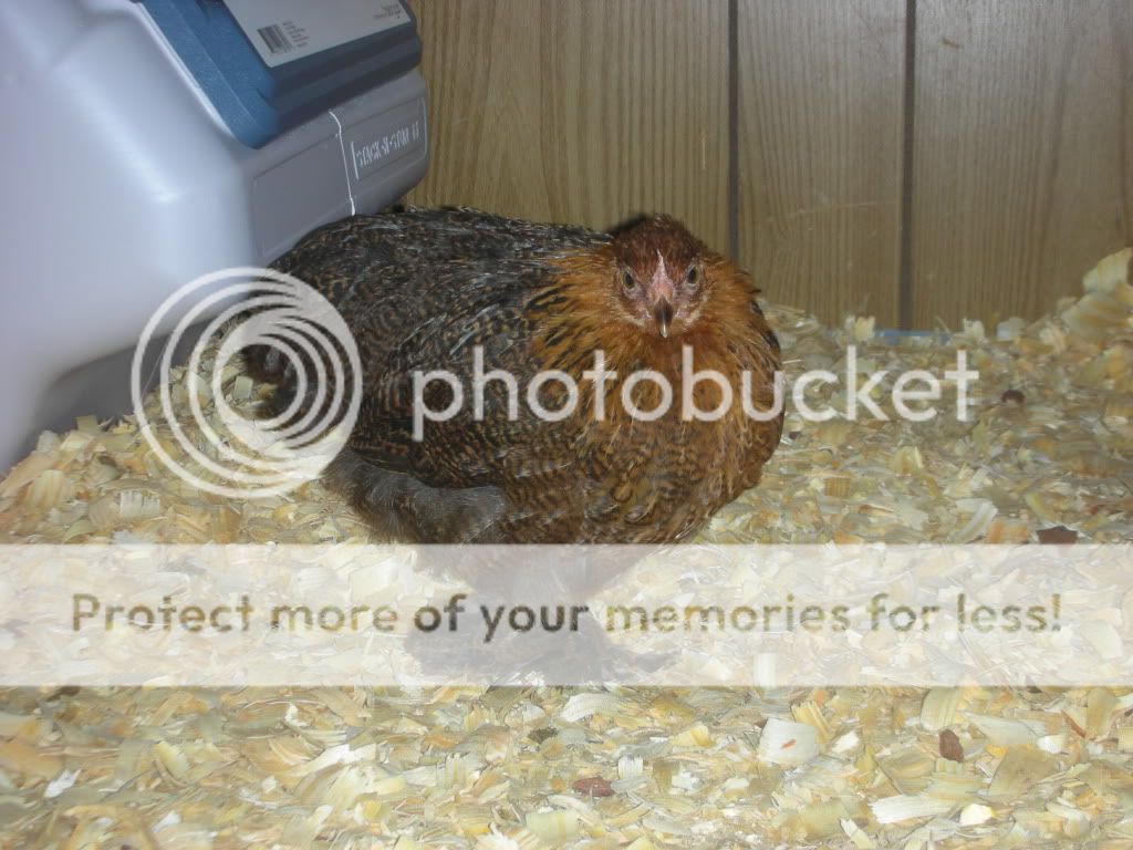 NewChickens026.jpg
