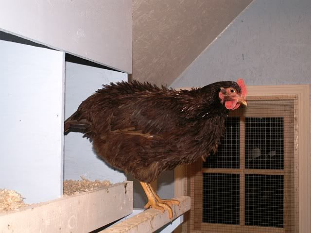 Frizzle.jpg