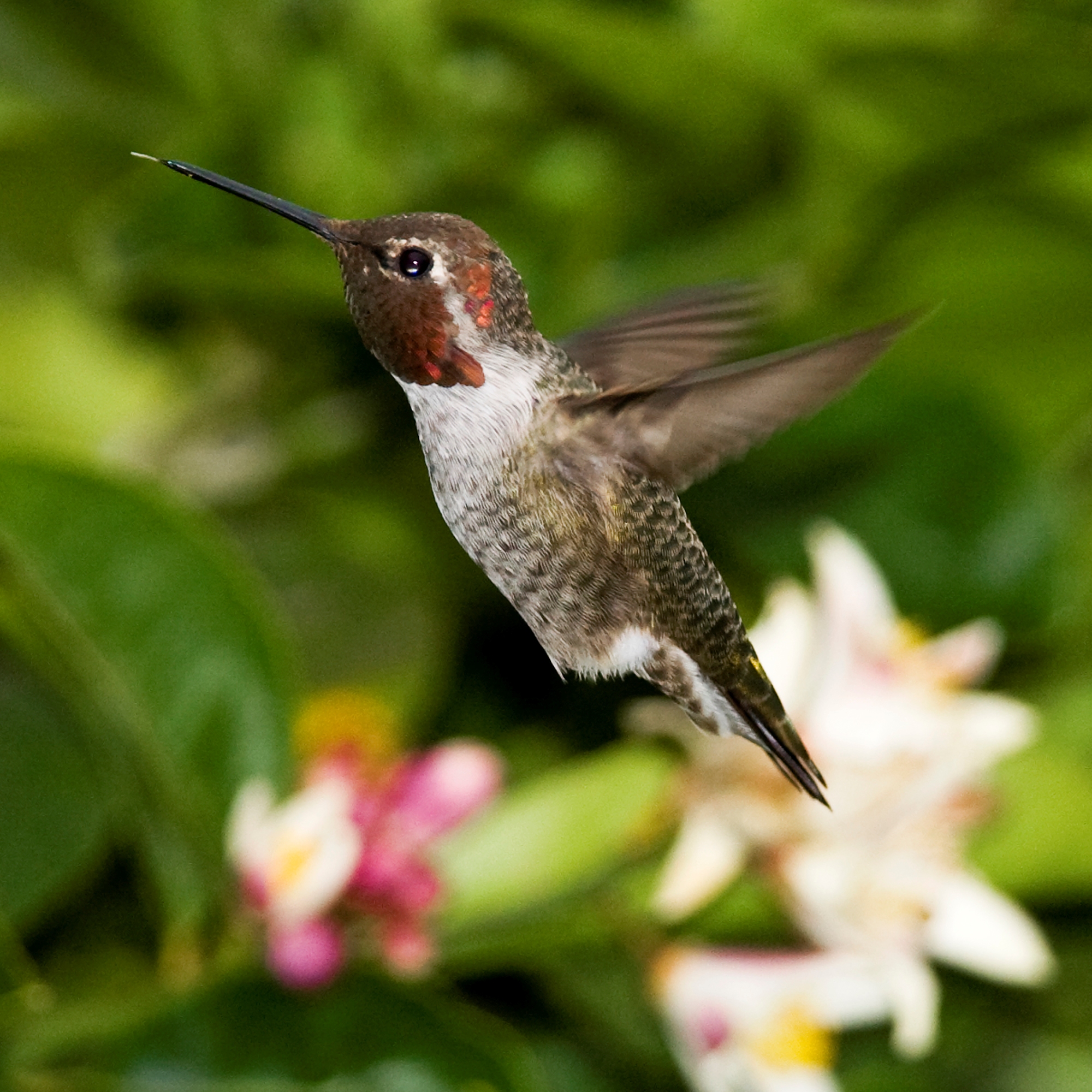 Anna%27s_Hummingbird_-_male_flying.jpg