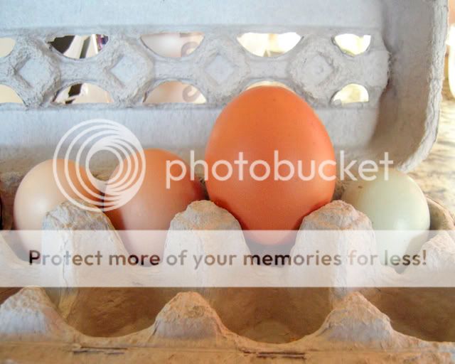 bigegg.jpg