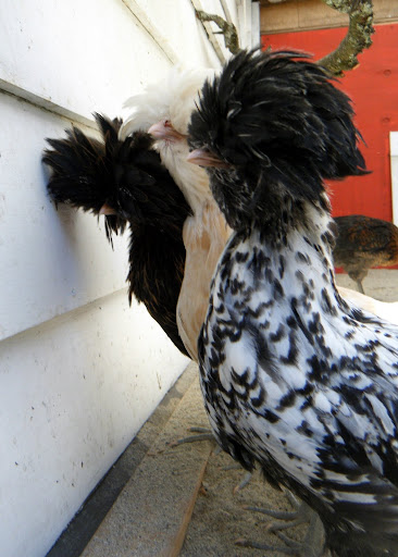 DSCF1029.jpg