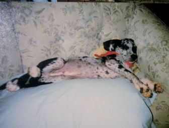Baxtercomfortable.jpg