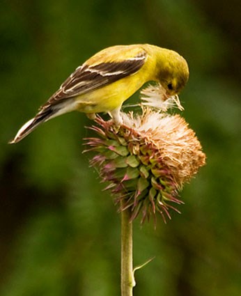 american_goldfinch_3.jpg