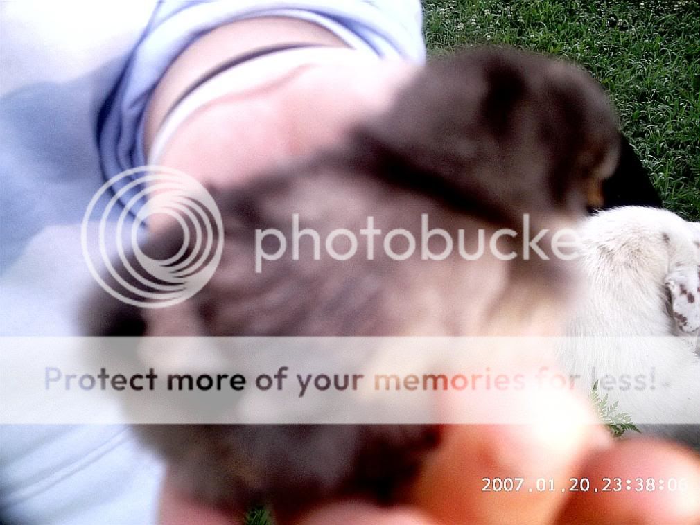 chicksanstuff2004.jpg