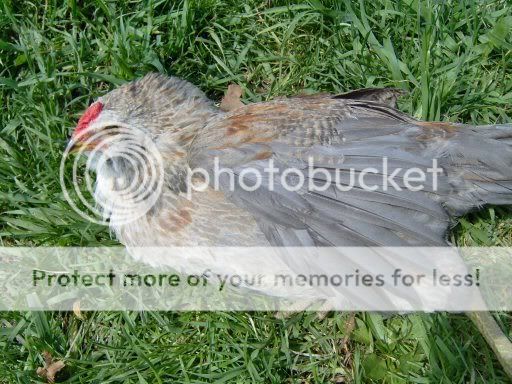 Chickens9weeks001-2.jpg