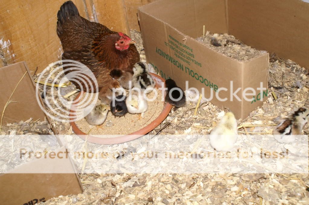 mychickens006-3.jpg