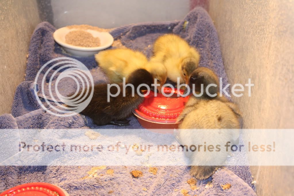 newducklings006.jpg