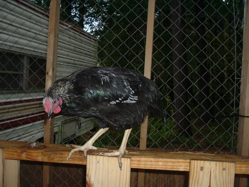 mychickens628.jpg