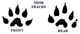 Minktracks.gif