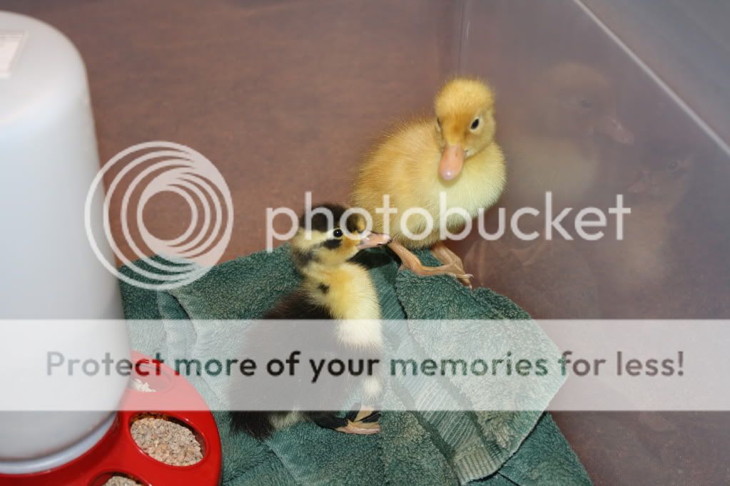 ducklings004.jpg