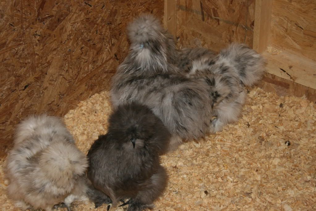 birds09101.jpg