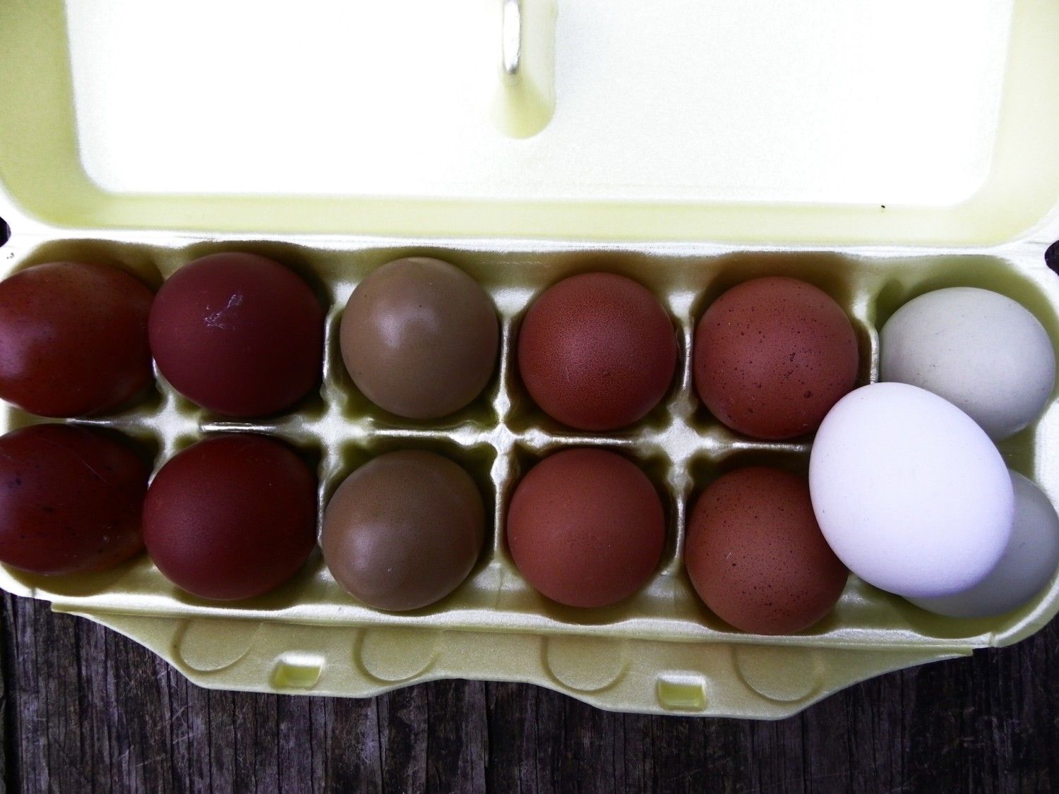 900x900px-LL-b898a623_Blkandcuckooeggs12-12.jpeg