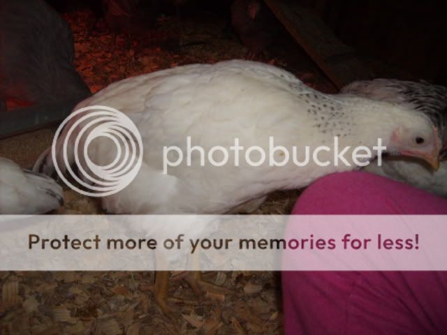 1-21-10flock067.jpg