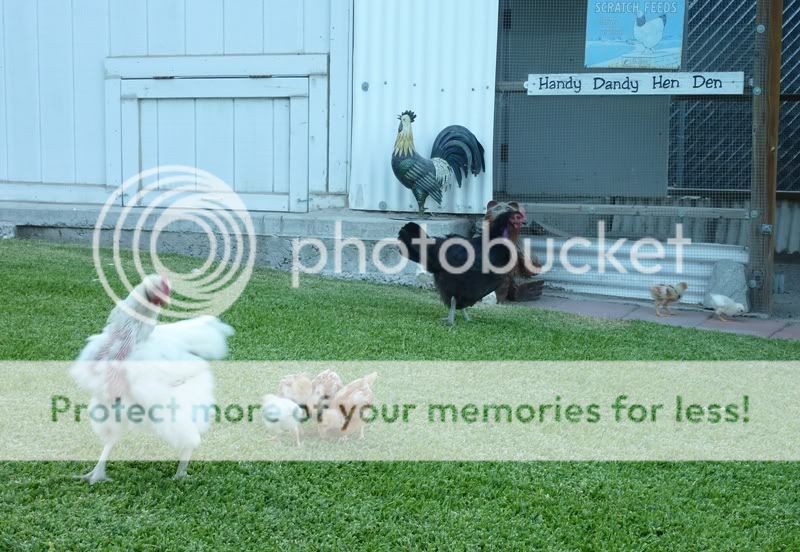 20110810_Chicks013.jpg