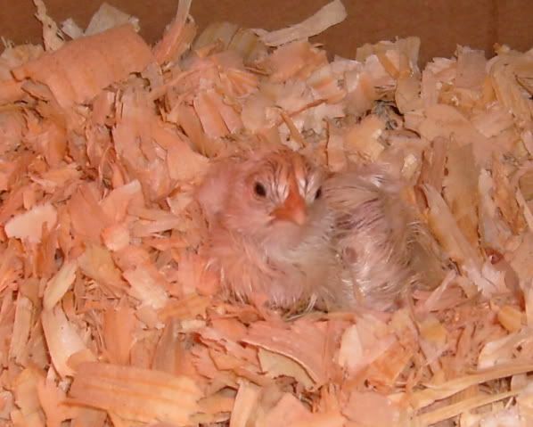 pipandhatchFeggs035.jpg