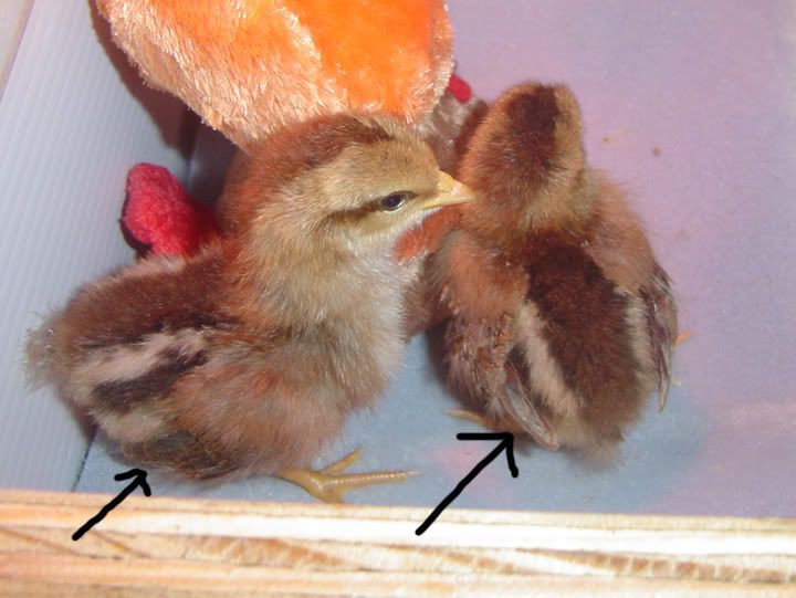 PeachesnPennyoneweekfeatherdifferences.jpg