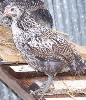 chickens4001.jpg