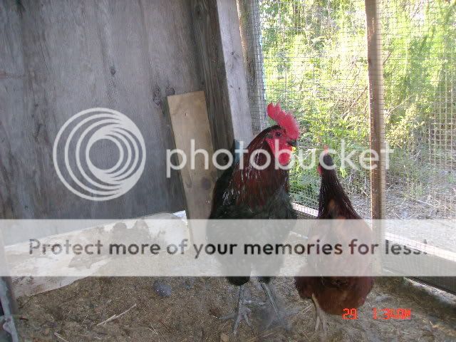 DSC00833.jpg