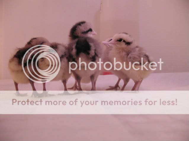 May2008098.jpg